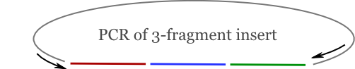 Schematic of a circular DNA showing a 3-fragment insert and location and direction of primers for amplifying the correct segment.